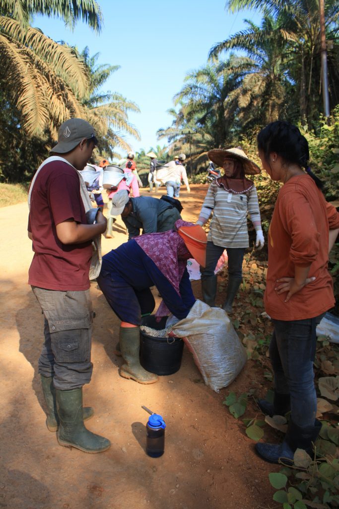 Ikut regu kerja pemupukan di kebun inti
Foto oleh Pujo Semedi