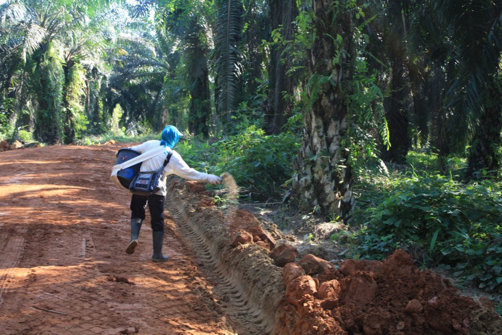 Pekerja perempuan memberi pupuk ke pokok sawit di kebun inti
Foto oleh Ida Bagus