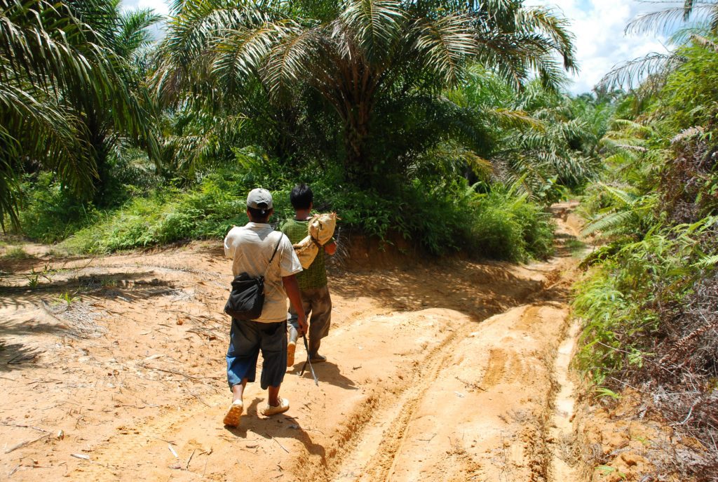 Jalan penghubung di hamparan kebun plasma
Foto oleh Pujo Semedi