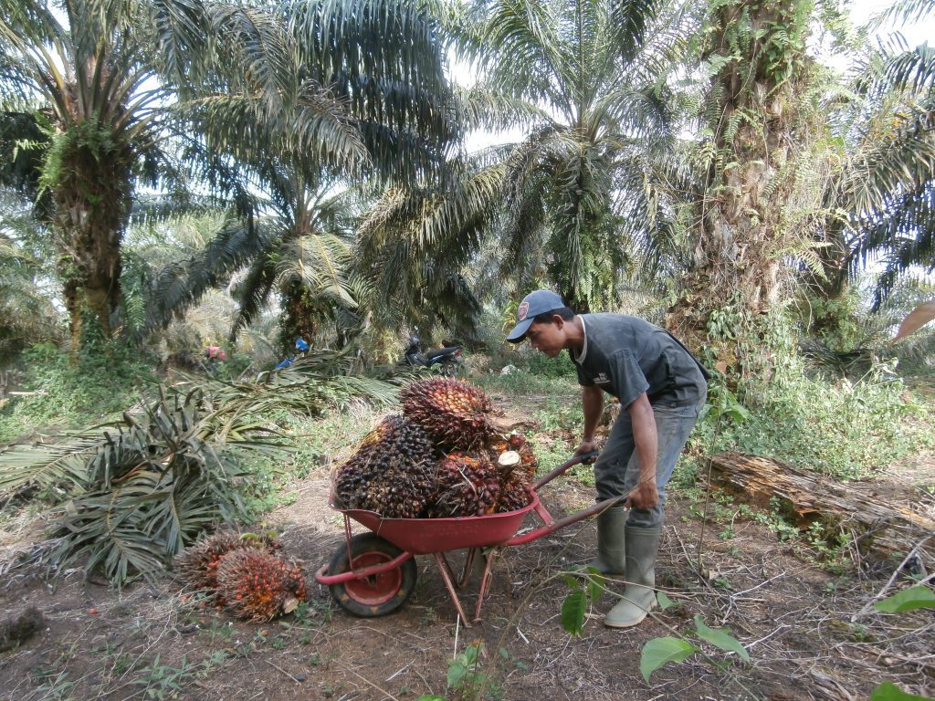 Mengangkut tandan sawit ke tempat penimbangan
Foto oleh Diaz