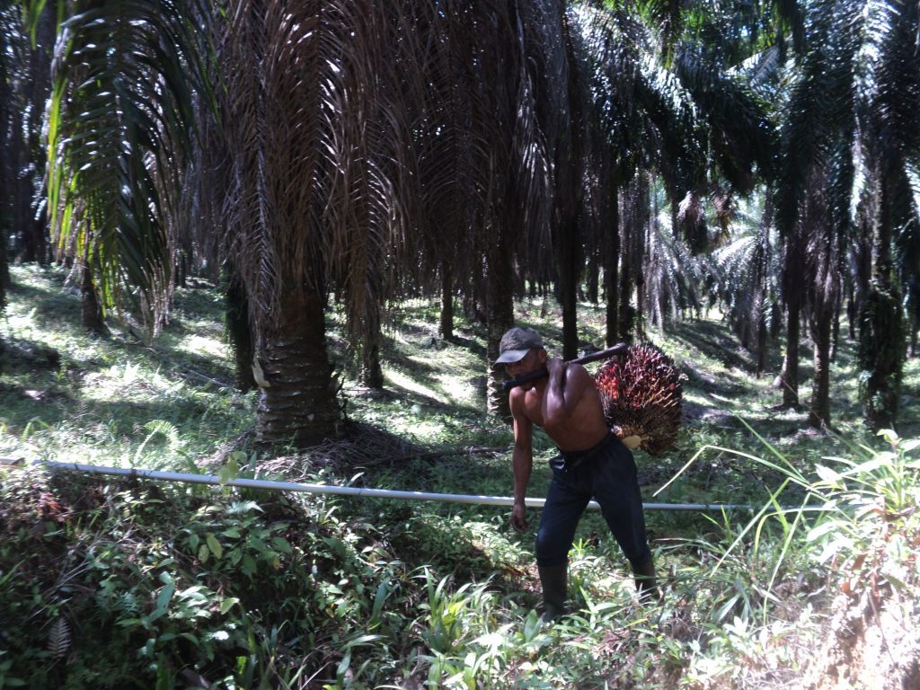 Memikul tandan ke tepi jalan kebun
Foto oleh Arita