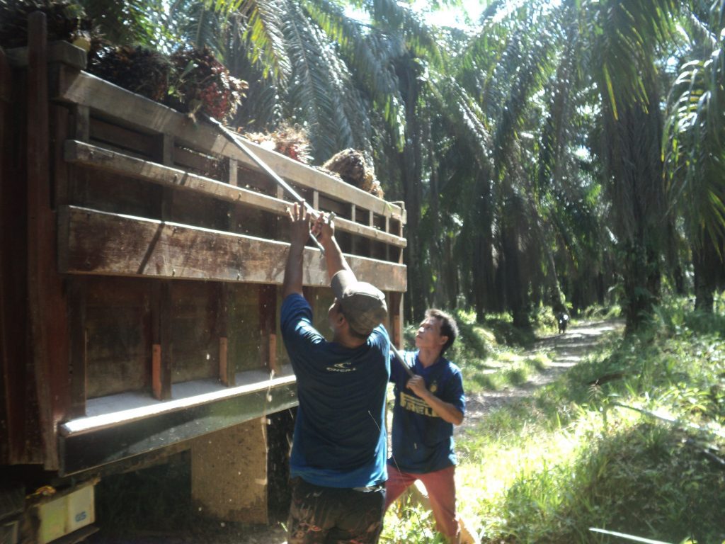 Memuat sawit
Foto oleh Arita