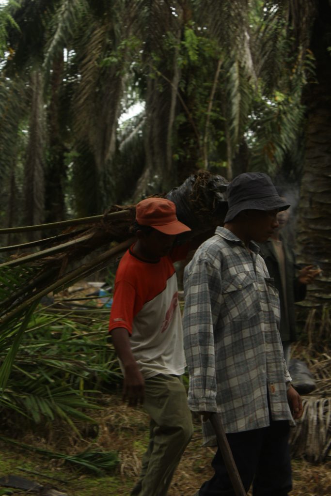 Menyulam pohon sawit
Foto oleh Lintang Sudibyo