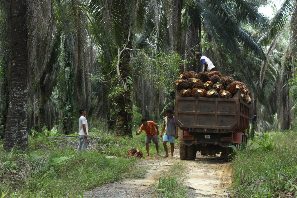 Memuat sawit ke truk
Foto oleh Lintang