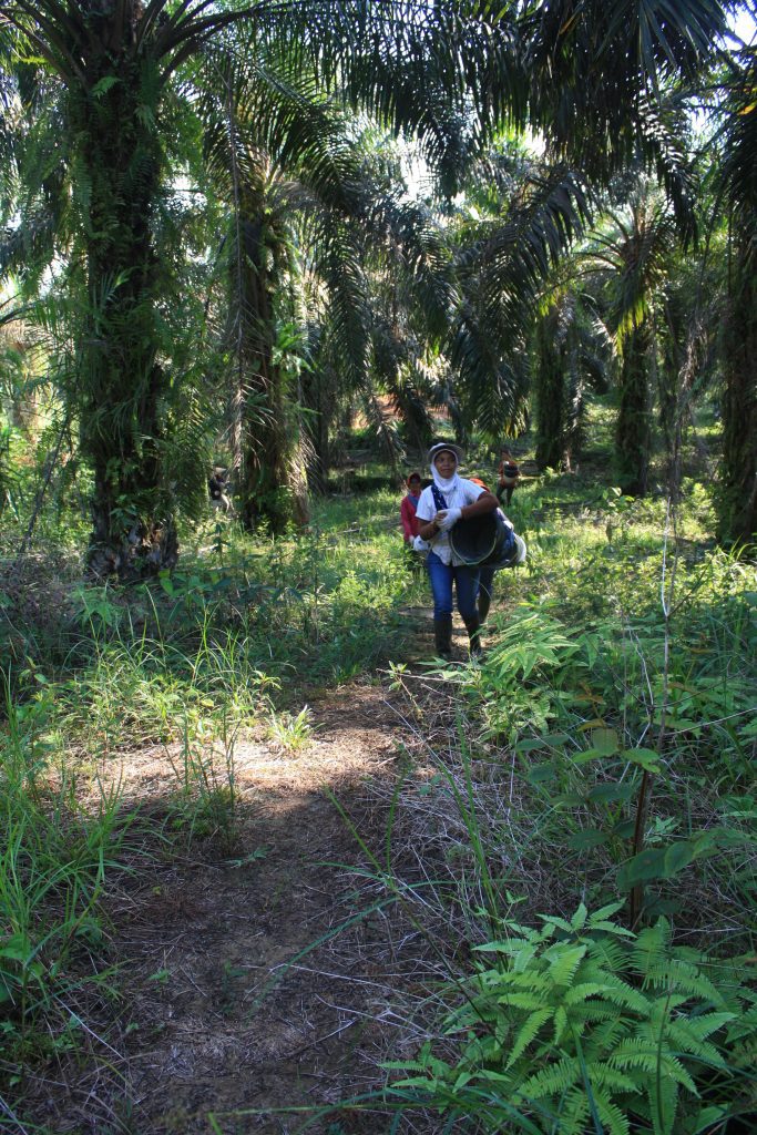Ibu-ibu pekerja di kebun inti
Foto oleh Ida Bagus