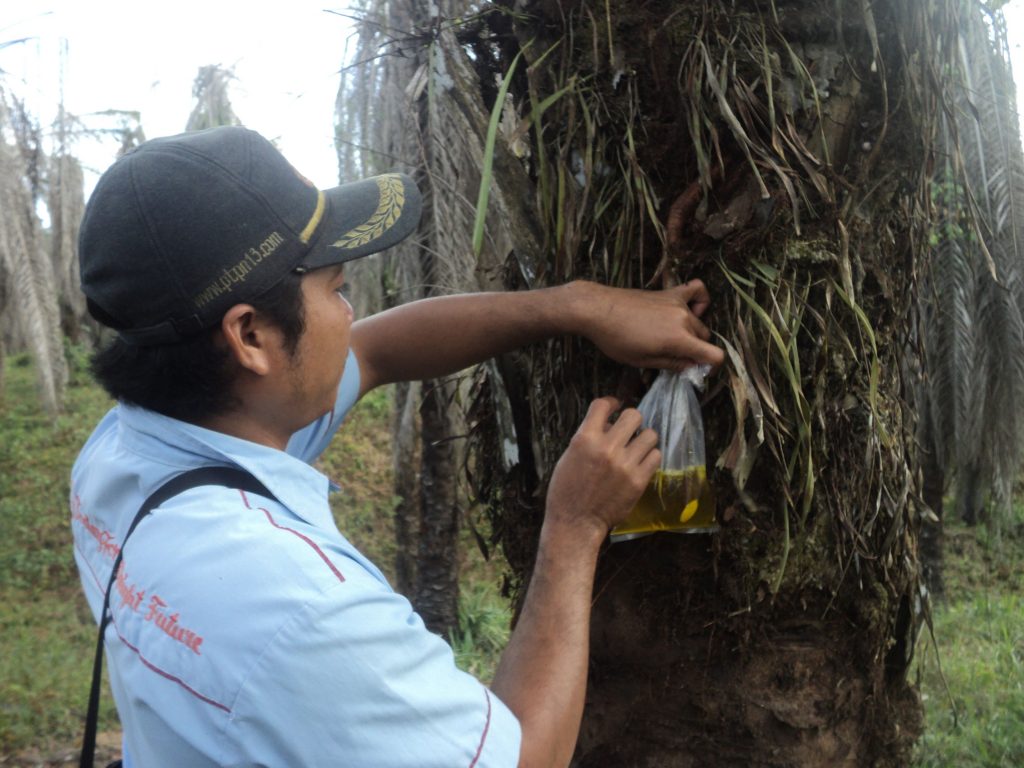 Menyuntik mati pohon sawit yang berumur lebih dari 15 tahun 
Foto oleh Deo Yoga