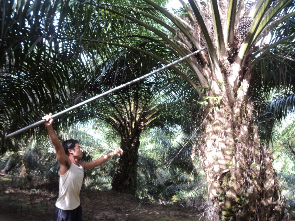 Memangkas pelepah 
Foto oleh Arita