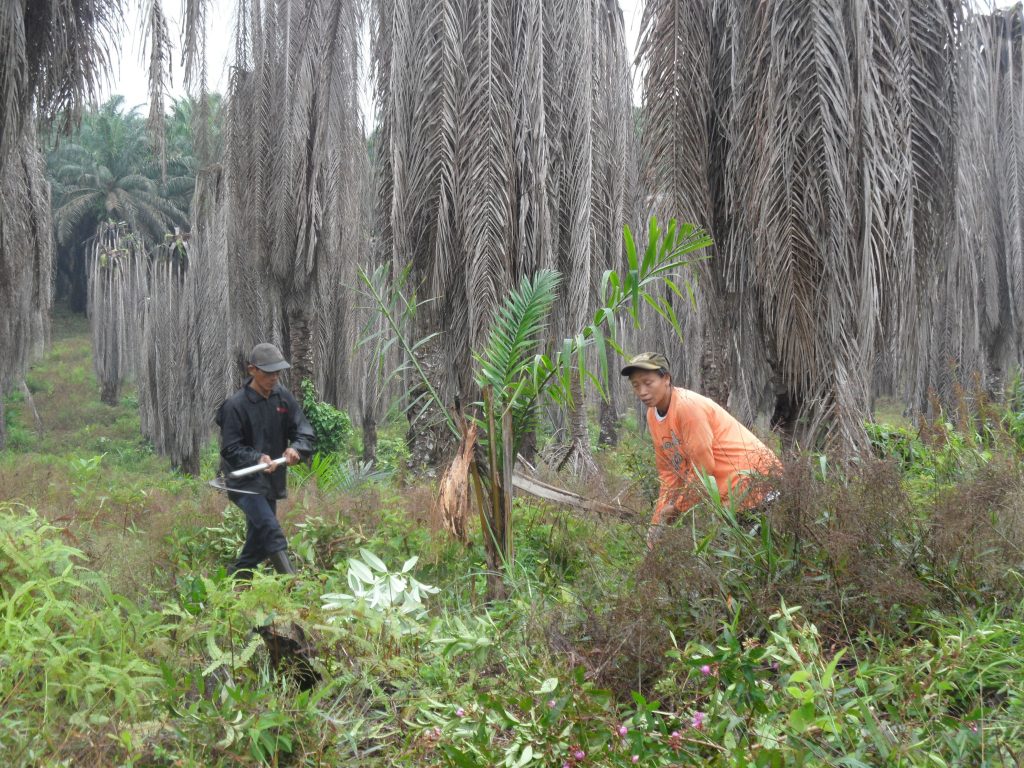 Replanting di kebun inti
Foto oleh Deo Yoga