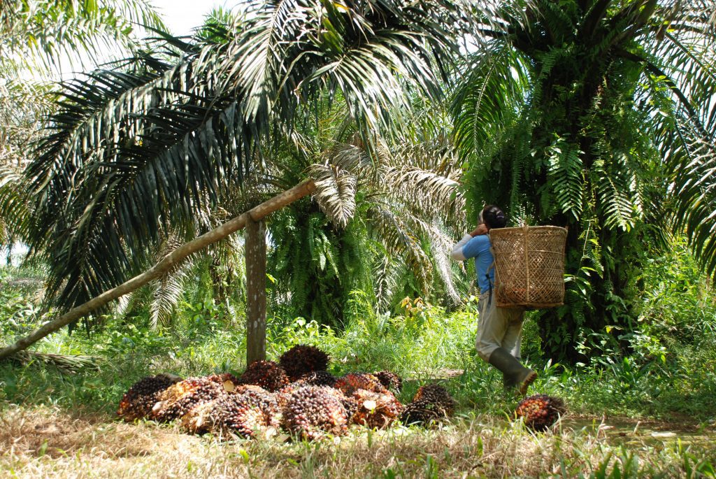 Suami istri pekerja panen, istri bertugas mengangkut sawit ke tempat penimbangan
Foto oleh Pujo Semedi