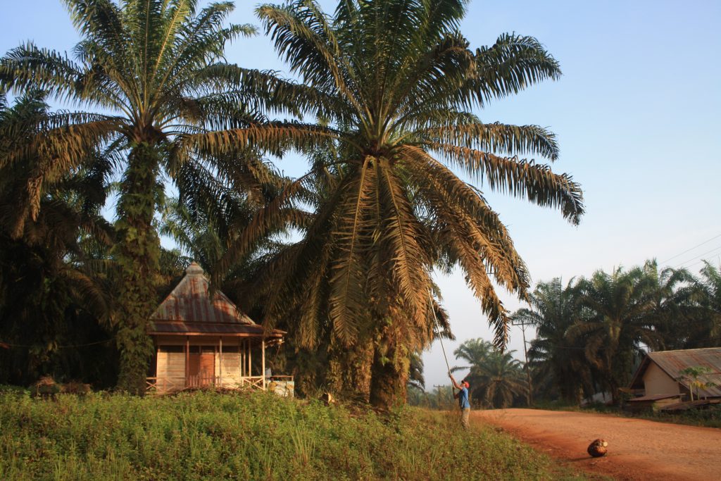 Pos satpam di kebun inti untuk mencegah pencurian sawit
Foto oleh Ida Bagus Aditya