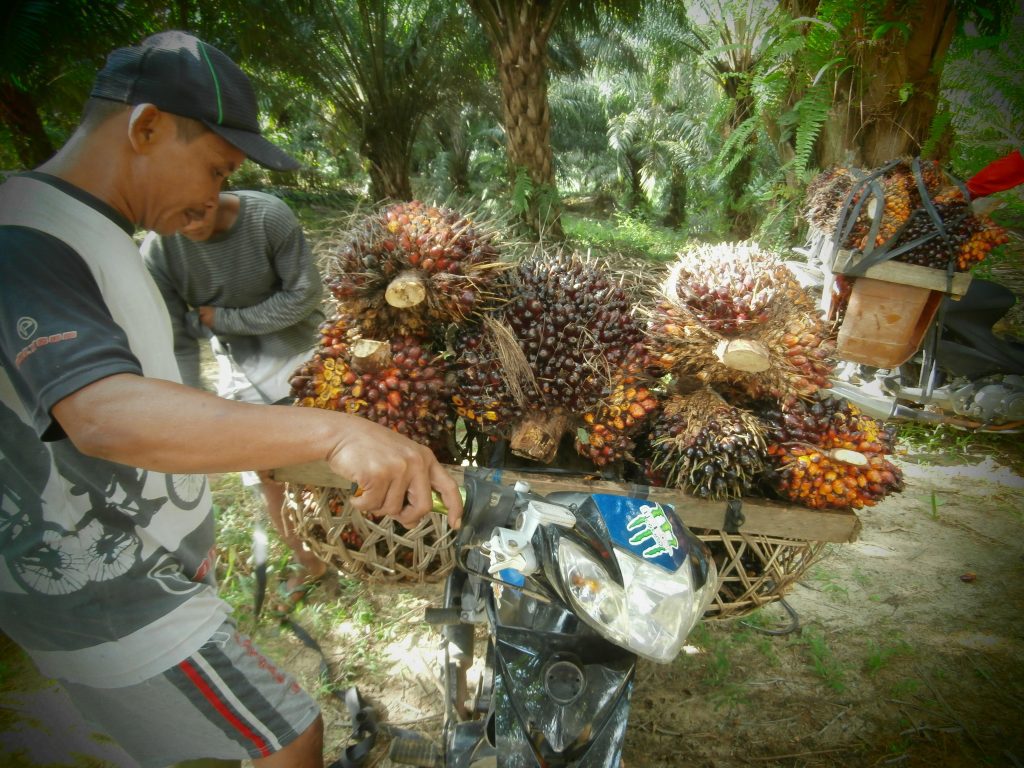 Mengangkut sawit ke tempat penimbangan menggunakan sepeda motor
Foto oleh Nouruz