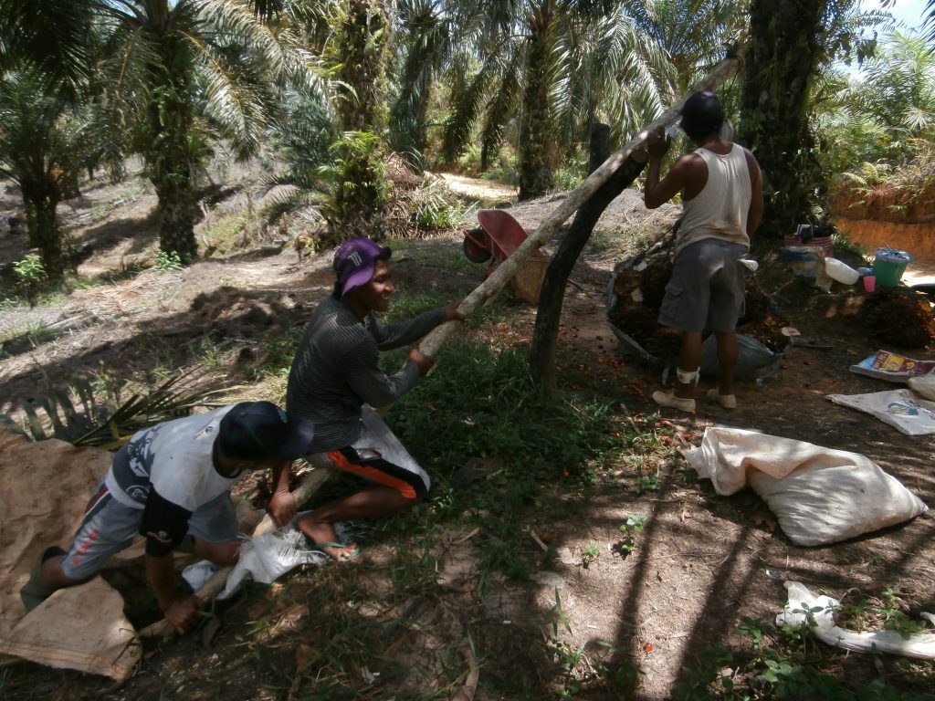 Menimbang sawit
Foto oleh Nouruz